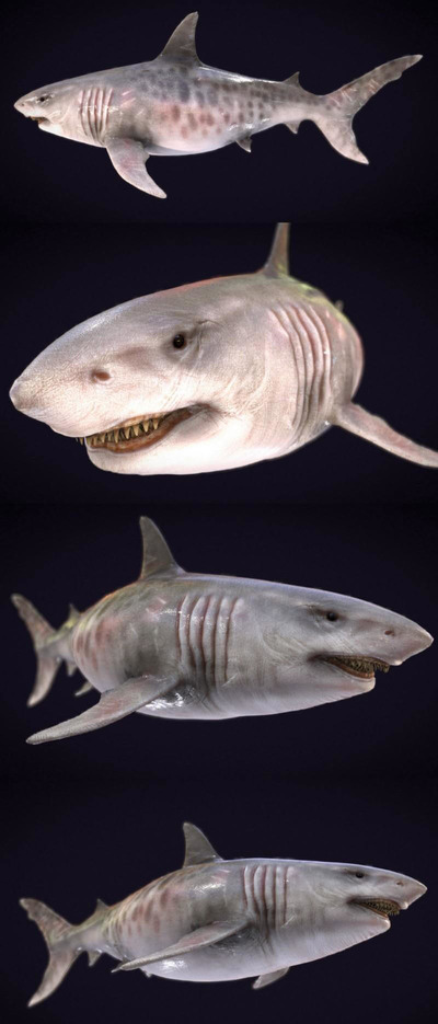 巨齿鲨3D模型（OBJ,FBX,MAX）