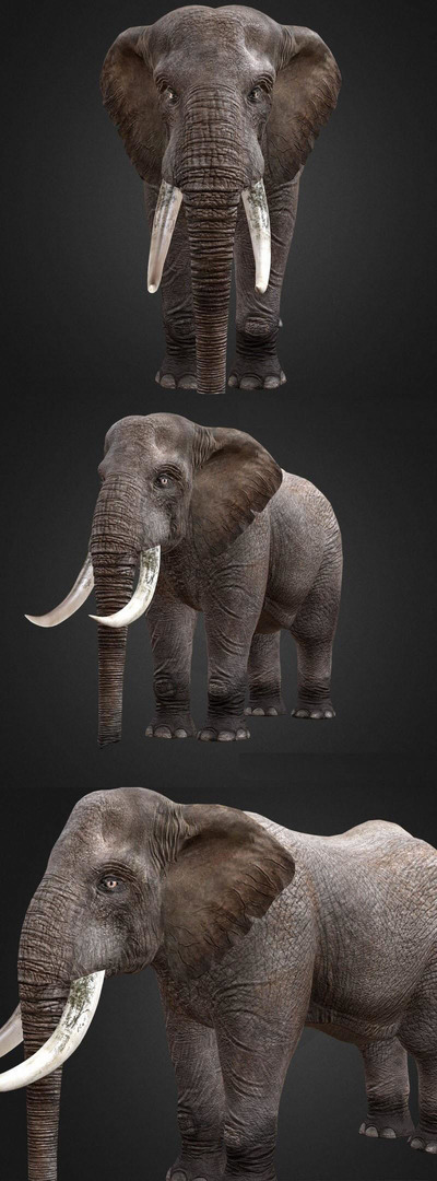 大象3D模型（OBJ,FBX）