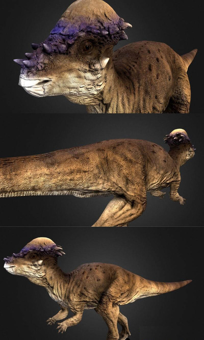 Pachycephalosaurus肿头龙3D模型（OBJ,FBX）
