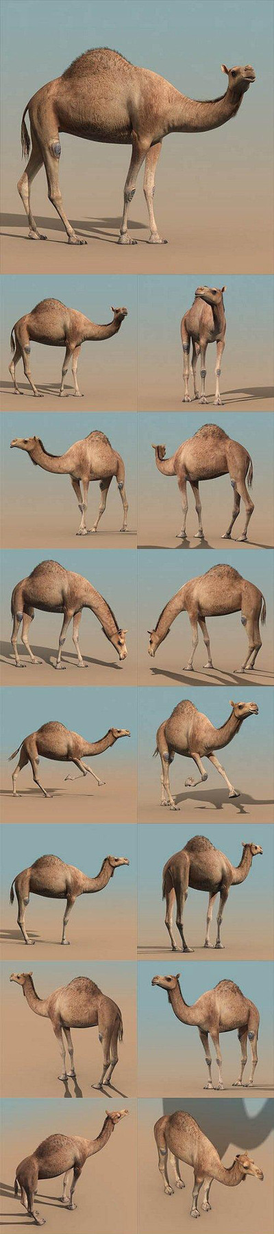 骆驼3D模型（MAX）