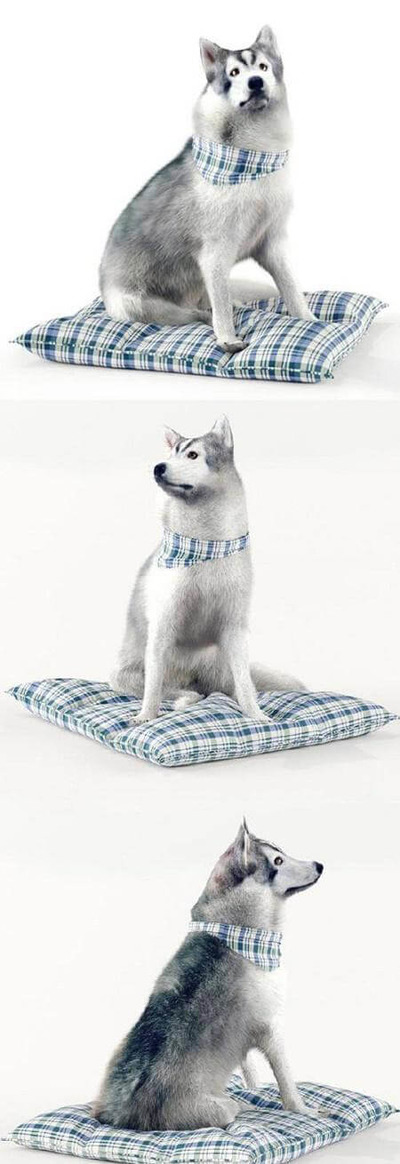 哈士奇狗3D模型（OBJ,MAX）