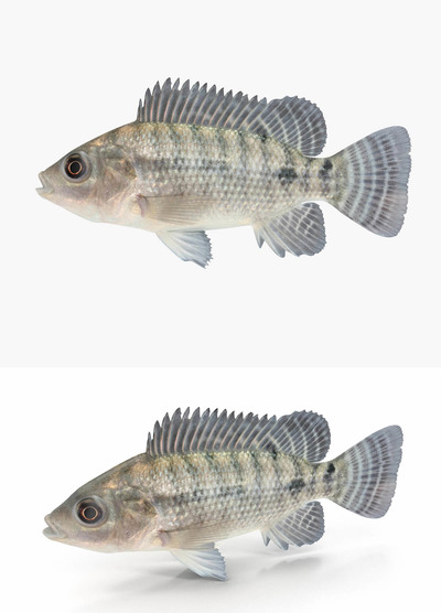 罗非鱼3D模型（OBJ,FBX,MAX）