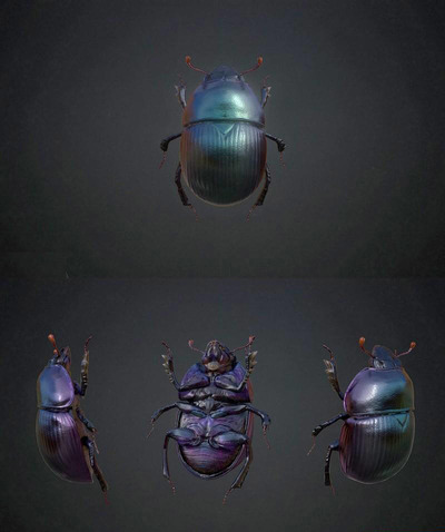 Dorbeetle金龟子3D模型（OBJ,FBX,MAX）