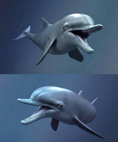 宽吻海豚3D模型（OBJ,FBX,MAX）
