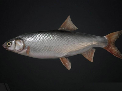 普雷斯帕湖软口鱼3D模型（OBJ,FBX,MAX）