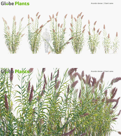 Arundo donax芦竹3D模型（MAX）