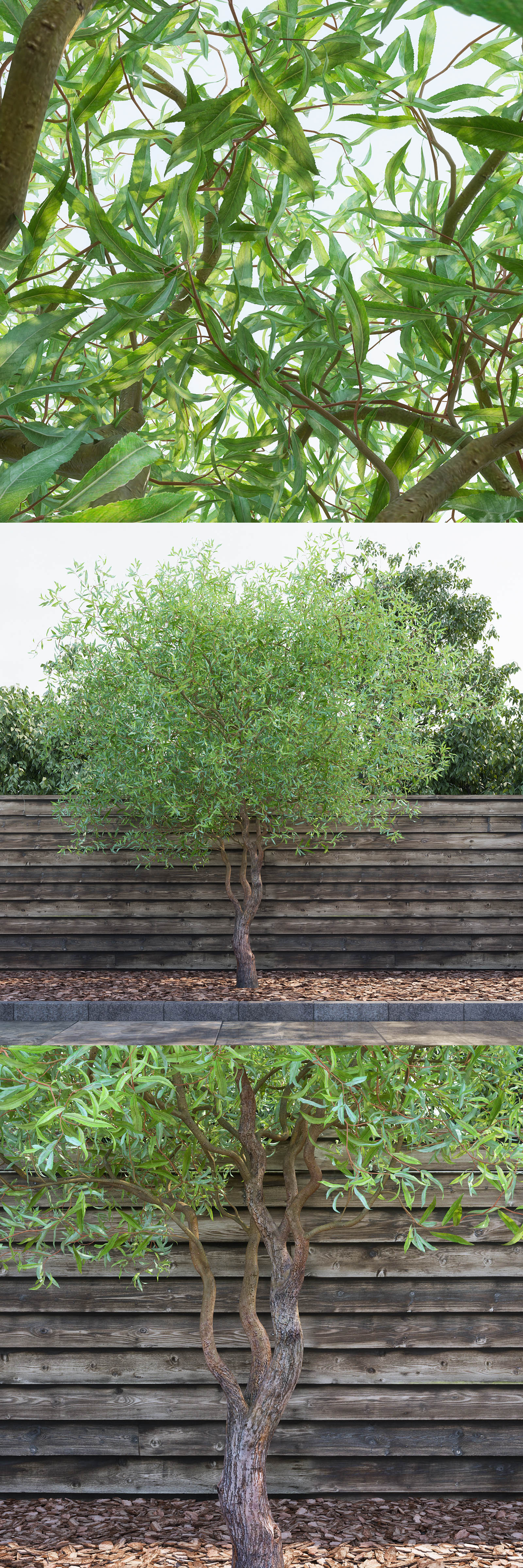 龙爪柳树3D模型（FBX,MAX）