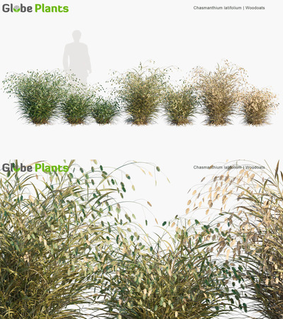 Chasmanthium latifolium小盼草3D模型（MAX）