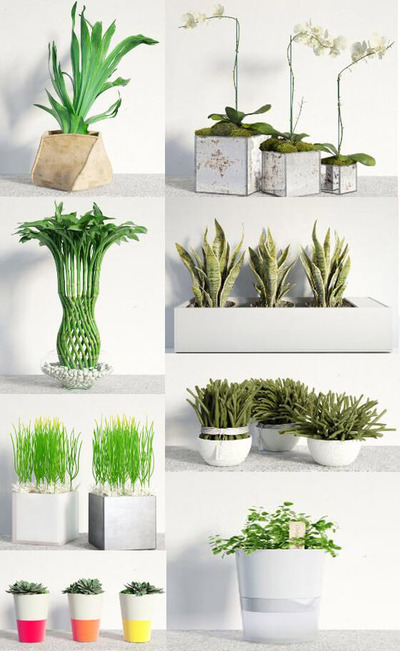 8种室内绿植盆景3D模型（MAX）