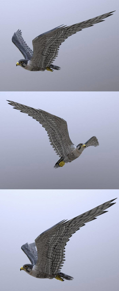 Peregrine Falcon游隼3D模型（OBJ,FBX,MAX）