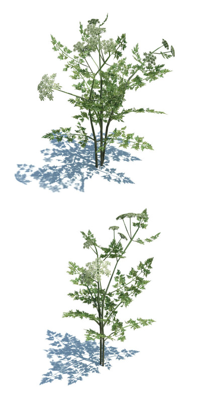 Aethusa cynapium犬毒芹草类植物3D模型（OBJ,FBX,MAX）