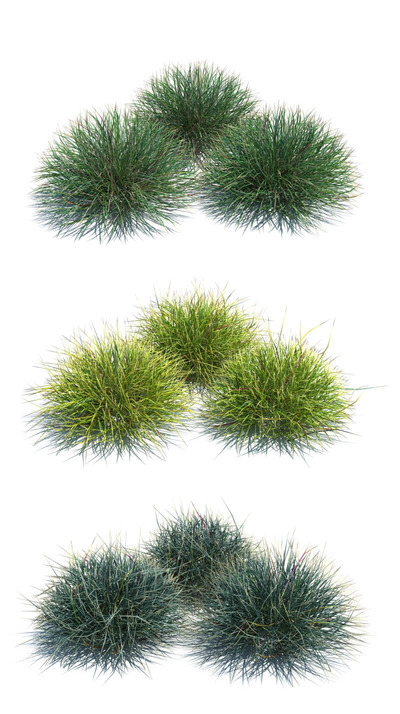 Festuca羊茅草3D模型（OBJ,FBX,MAX）