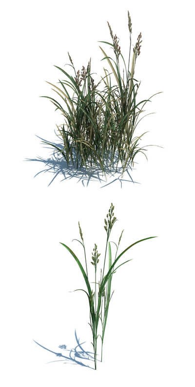 Beckmannia hirsutiflora毛颖菵草3D模型（OBJ,FBX,MAX）