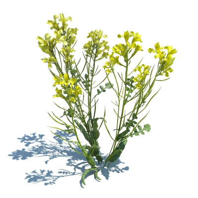 Brassica napus欧洲油菜花3D模型（OBJ,FBX,MAX）