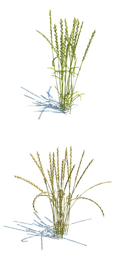 Lolium perenne黑麦草3D模型（OBJ,FBX,MAX）