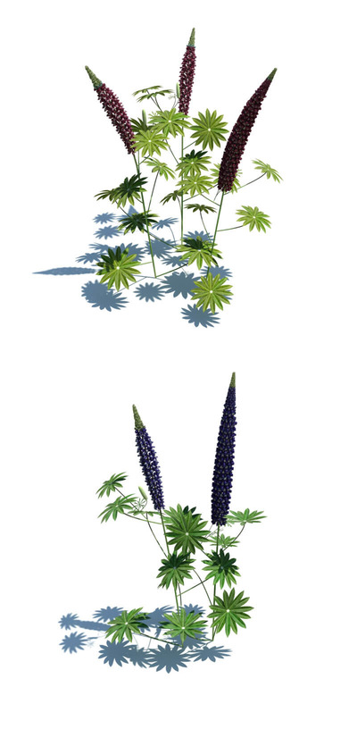 Lupinus polyphyllus羽扇豆植物3D模型（OBJ,FBX,MAX）