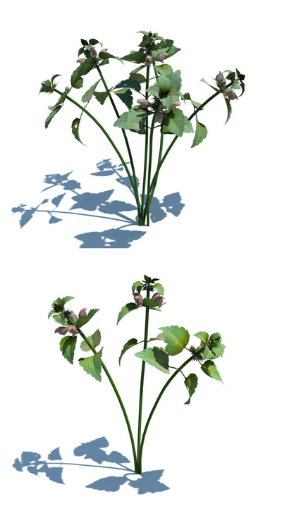 Lamium purpureum紫花野芝麻3D模型（OBJ,FBX,MAX）