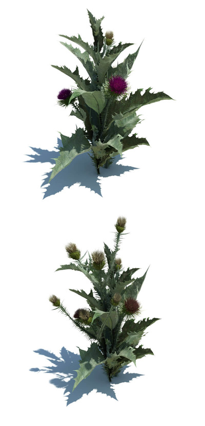 onopordum acanthium大翅蓟植物3D模型（OBJ,FBX,MAX）