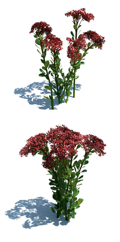 Hylotelephium spectabile开红色花朵的长药八宝植物3D模型（OBJ,FBX,MAX）
