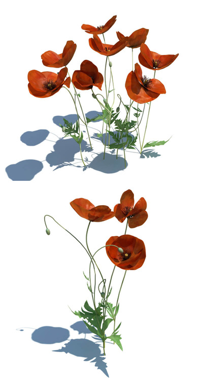 Papaver rhoeas开花的虞美人植物3D模型（OBJ,FBX,MAX）