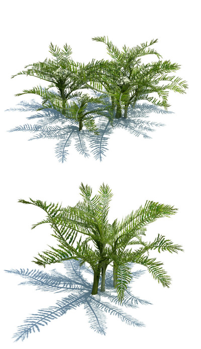 Scandix pectenveneris蕨类植物3D模型（OBJ,FBX,MAX）