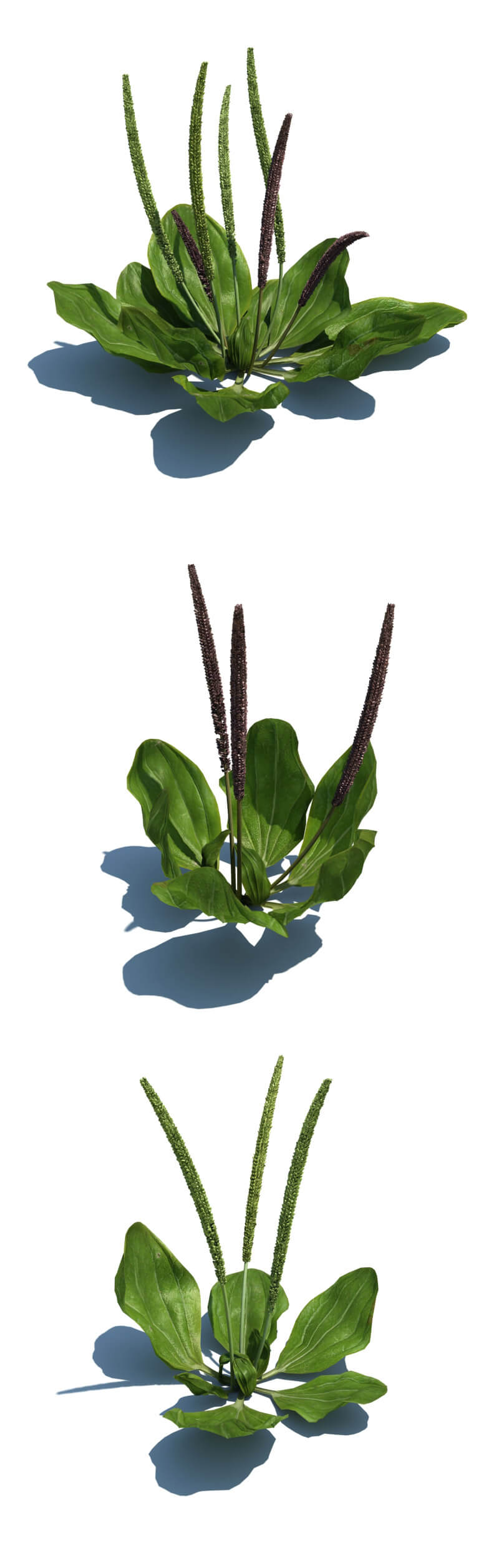Plantago maior大车前草3D模型（OBJ,FBX,MAX）