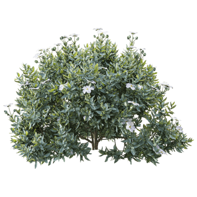 开白色花朵的蔷薇灌木3D模型（OBJ,FBX,MAX）