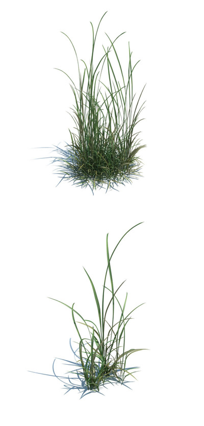 草3D模型（OBJ,FBX,MAX）