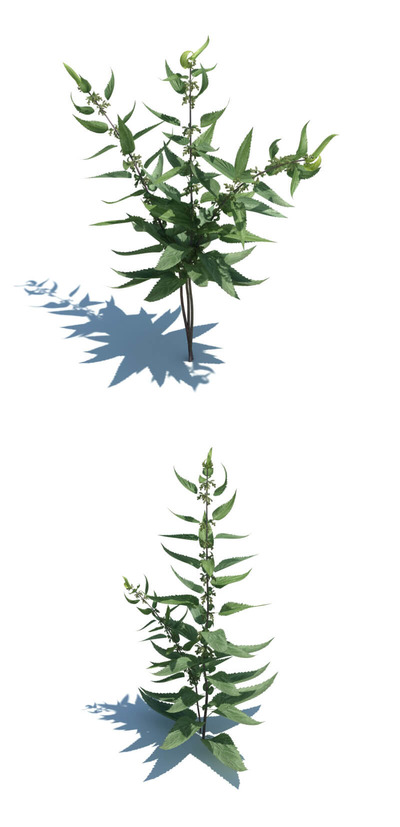 Urtica dioica异株荨麻草3D模型（OBJ,FBX,MAX）