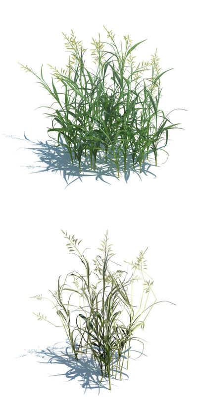 Phalaris arundinacea虉草3D模型（OBJ,FBX,MAX）