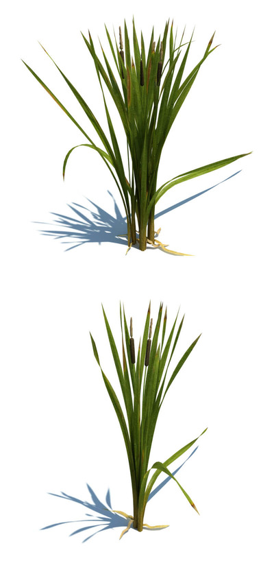 Typha latifolia宽叶香蒲草3D模型（OBJ,FBX,MAX）