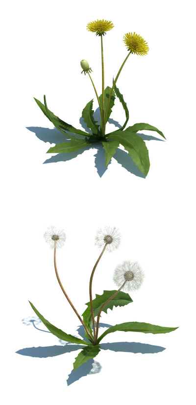 Taraxacum officinale药用蒲公英3D模型（OBJ,FBX,MAX）