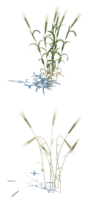 Triticum小麦3D模型（OBJ,FBX,MAX）
