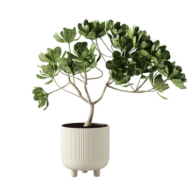 米色陶瓷花盆中的绿树盆景3D模型（OBJ,FBX,MAX）