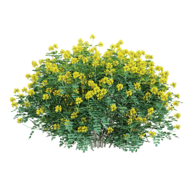 Coronilla glaucaka开满黄色花朵的小冠花灌木3D模型（OBJ,FBX,MAX）