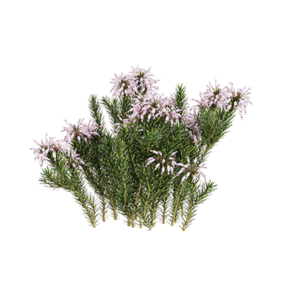 Erica multiflora开粉色花朵的多花欧石南植物3D模型（OBJ,FBX,MAX）