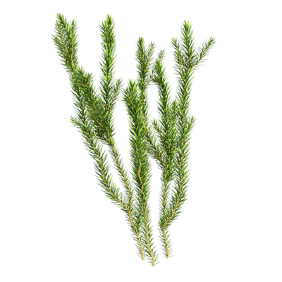 Erica multiflora多花欧石南绿色植物3D模型（OBJ,FBX,MAX）