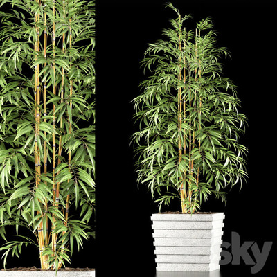 白色花盆中的竹子盆景3D模型（OBJ,FBX,MAX）