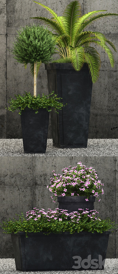 黑色花盆中的开花盆景和绿植盆景3D模型（OBJ,FBX,MAX）
