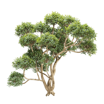 Phillyrea latifolia狭叶总序桂树3D模型（OBJ,FBX,MAX）