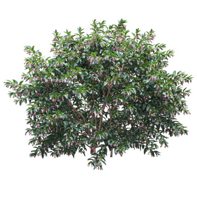 Vaccinium ovatum开紫色花朵的常青越桔3D模型（OBJ,FBX,MAX）