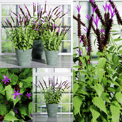 开紫色小花的绿植盆景3D模型（OBJ,FBX,MAX）