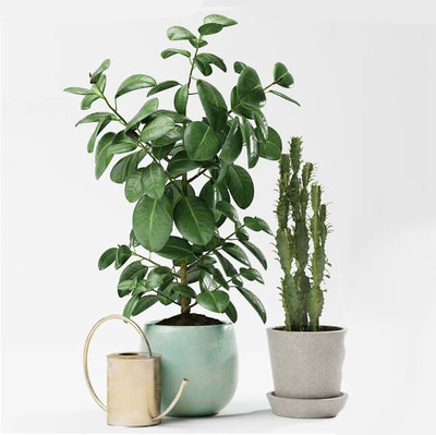 仙人掌和印度榕绿植盆景3D模型（OBJ,FBX,MAX）