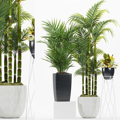 棕榈植物盆景组合3D模型（OBJ,FBX,MAX）