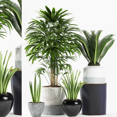 装饰花盆中的棕竹铁树虎皮兰等绿植盆景组合3D模型（OBJ,FBX,MAX）