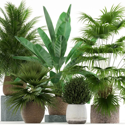 装饰花盆中的棕榈绿植盆景组合3D模型（OBJ,FBX,MAX）