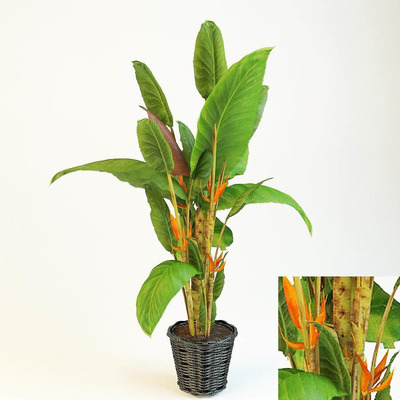 装饰花盆中的鹤望兰植物盆景3D模型（OBJ,FBX,MAX）