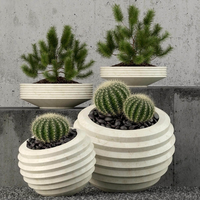 白色装饰花盆中的仙人球和小黑松绿植盆景3D模型（OBJ,FBX,MAX）