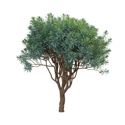 Euphorbia dentroides大叶女贞树3D模型（OBJ,FBX,MAX）