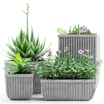 装饰花盆中的开紫色花朵的长春花和龙舌兰等植物盆景组合3D模型（OBJ,FBX,MAX）